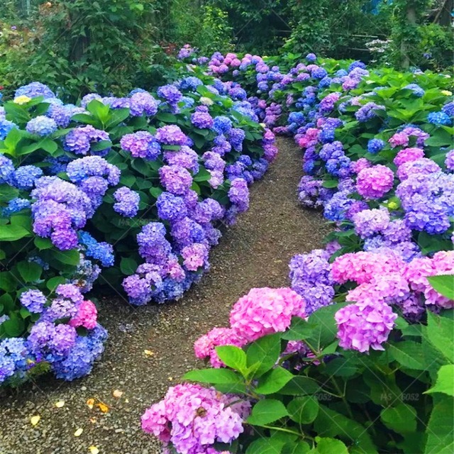 Variação de cores da hortênsia