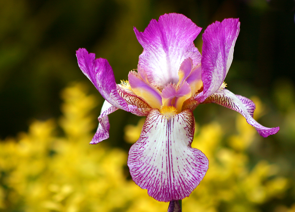 Flor de Íris