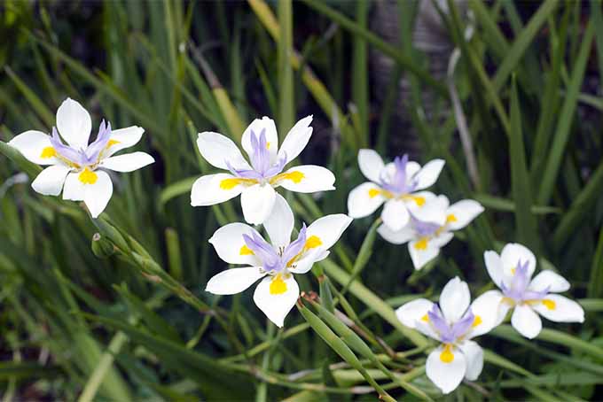 moreia planta branca