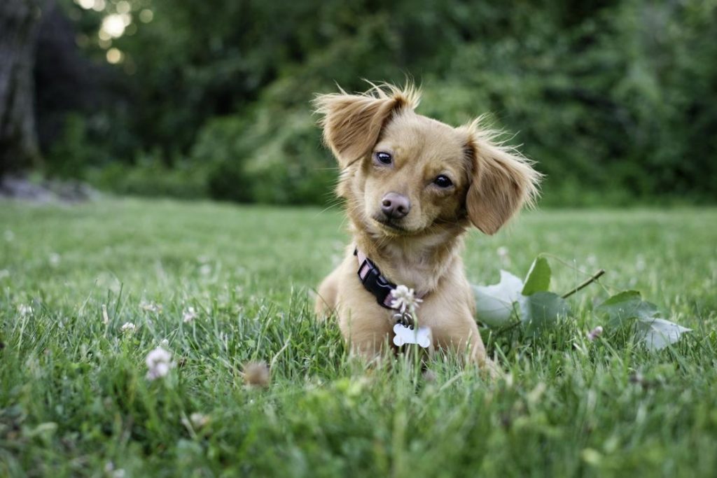 cachorrinha na grama