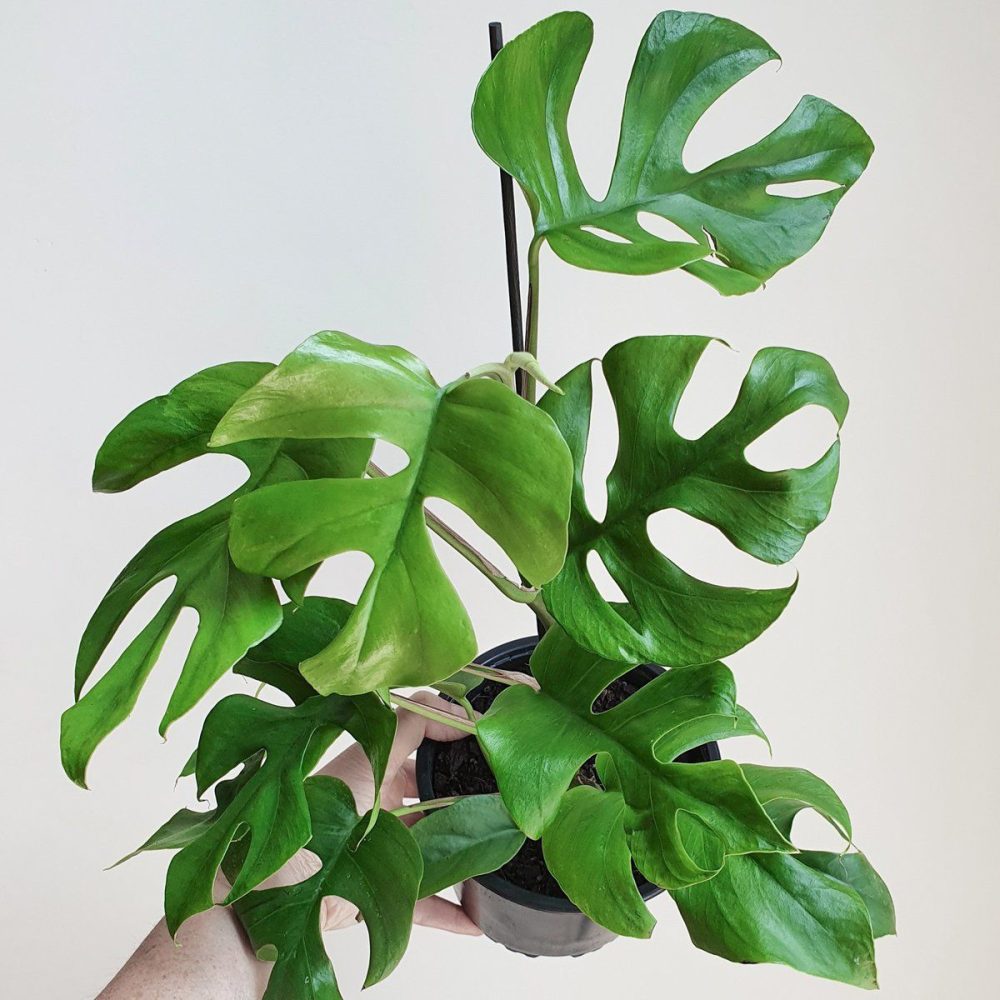 Monstera Minima