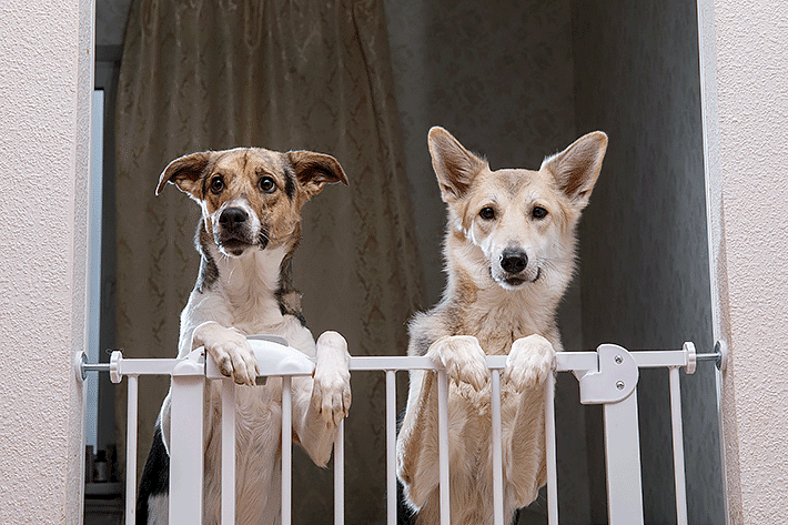 cachorros em cercado