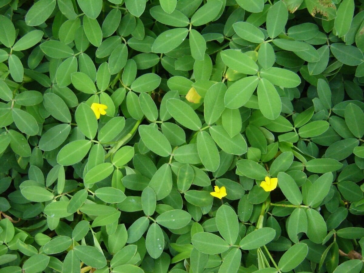 Curiosa planta grama amendoim é um tapete verde para seu jardim; saiba como plantar