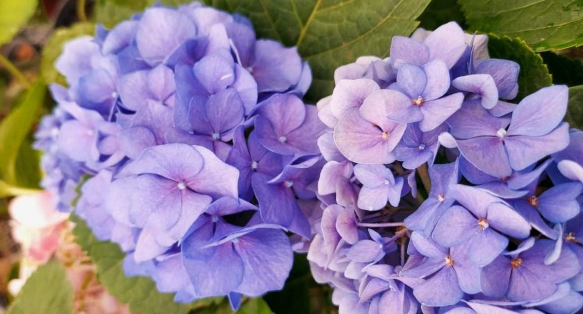 hortensia