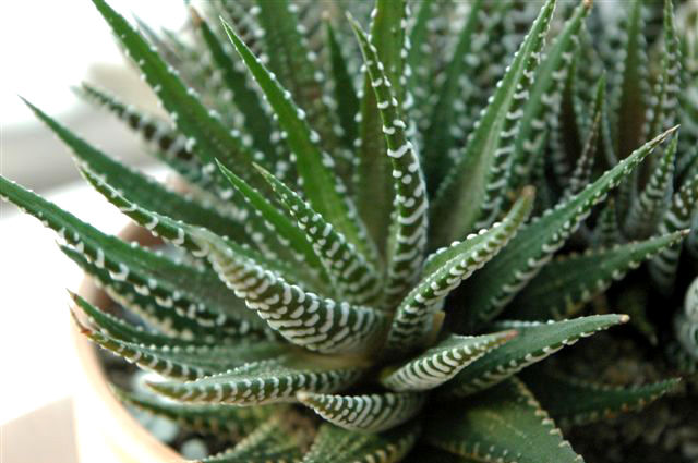 haworthia