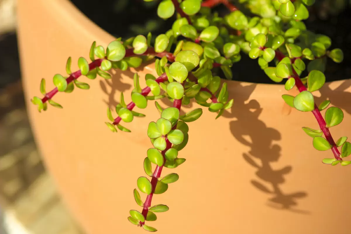 portulacaria afra