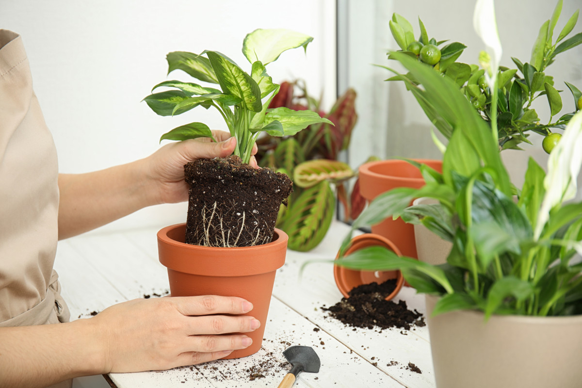 trocar uma planta de vaso