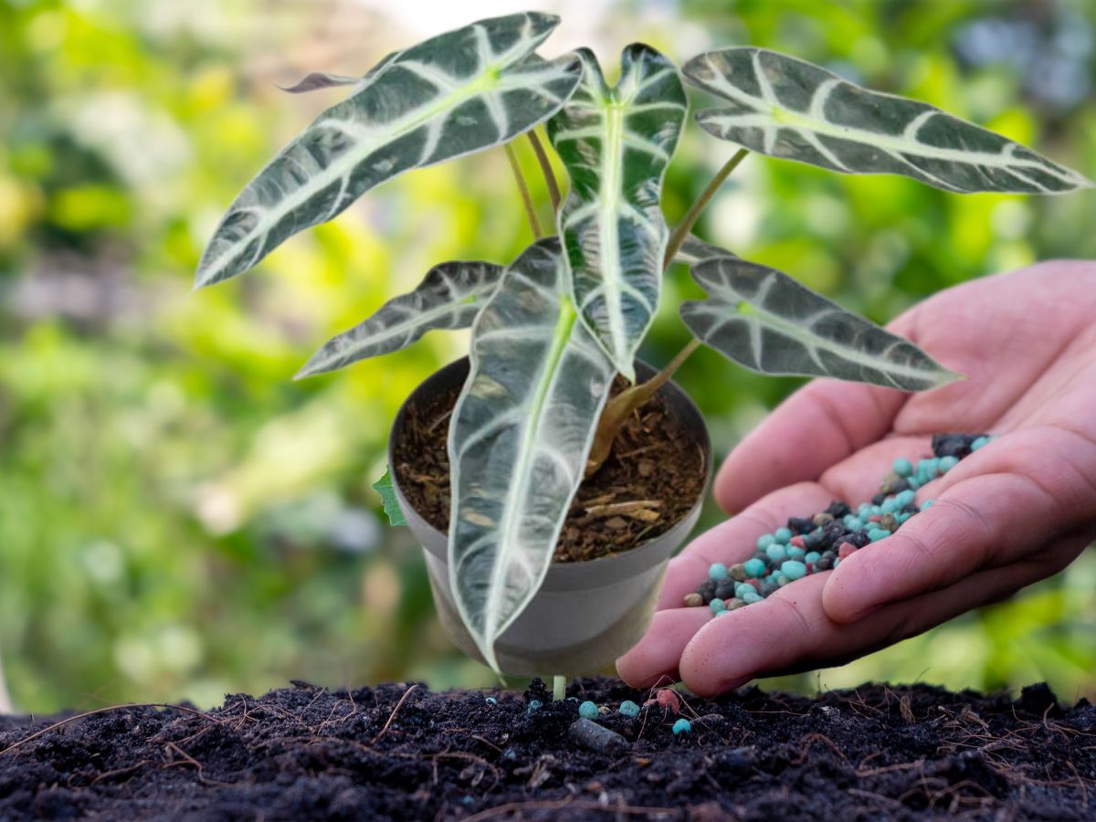 Adubar alocasia