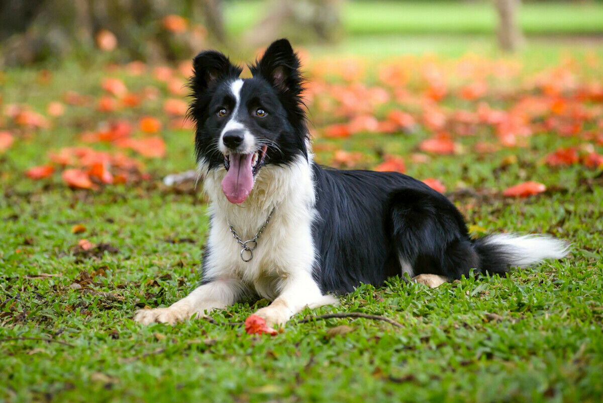 collie