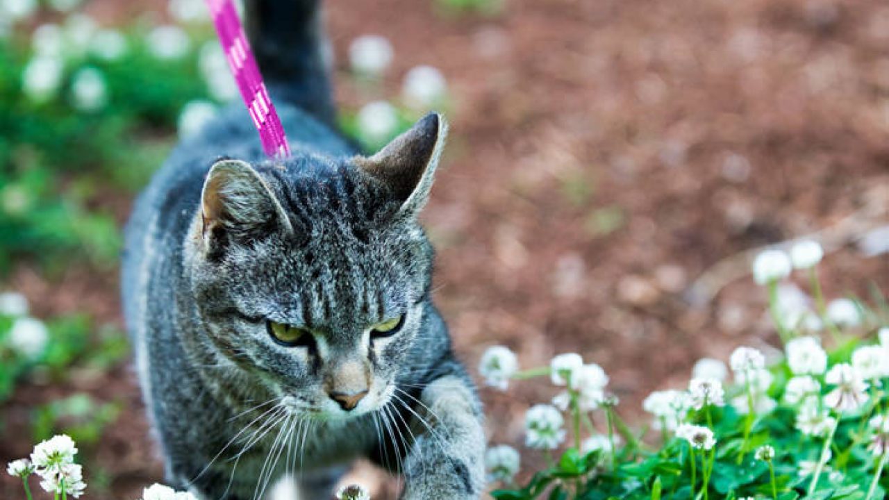 gato passeando