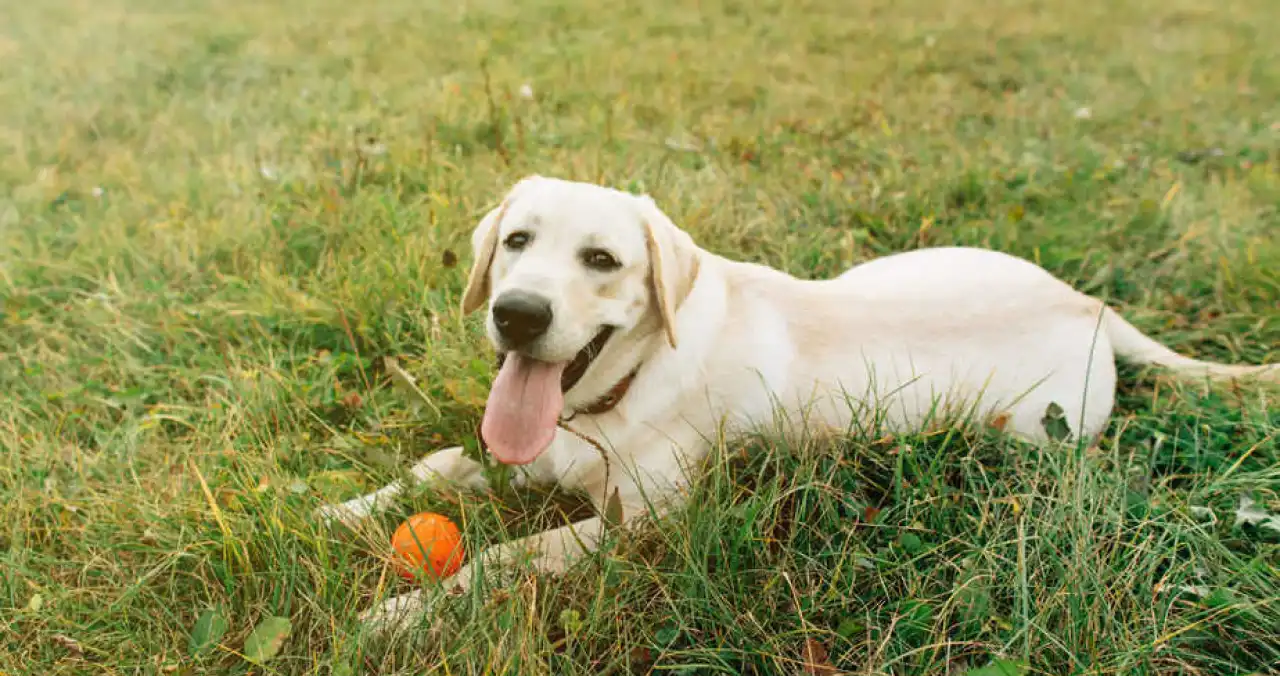 labrador