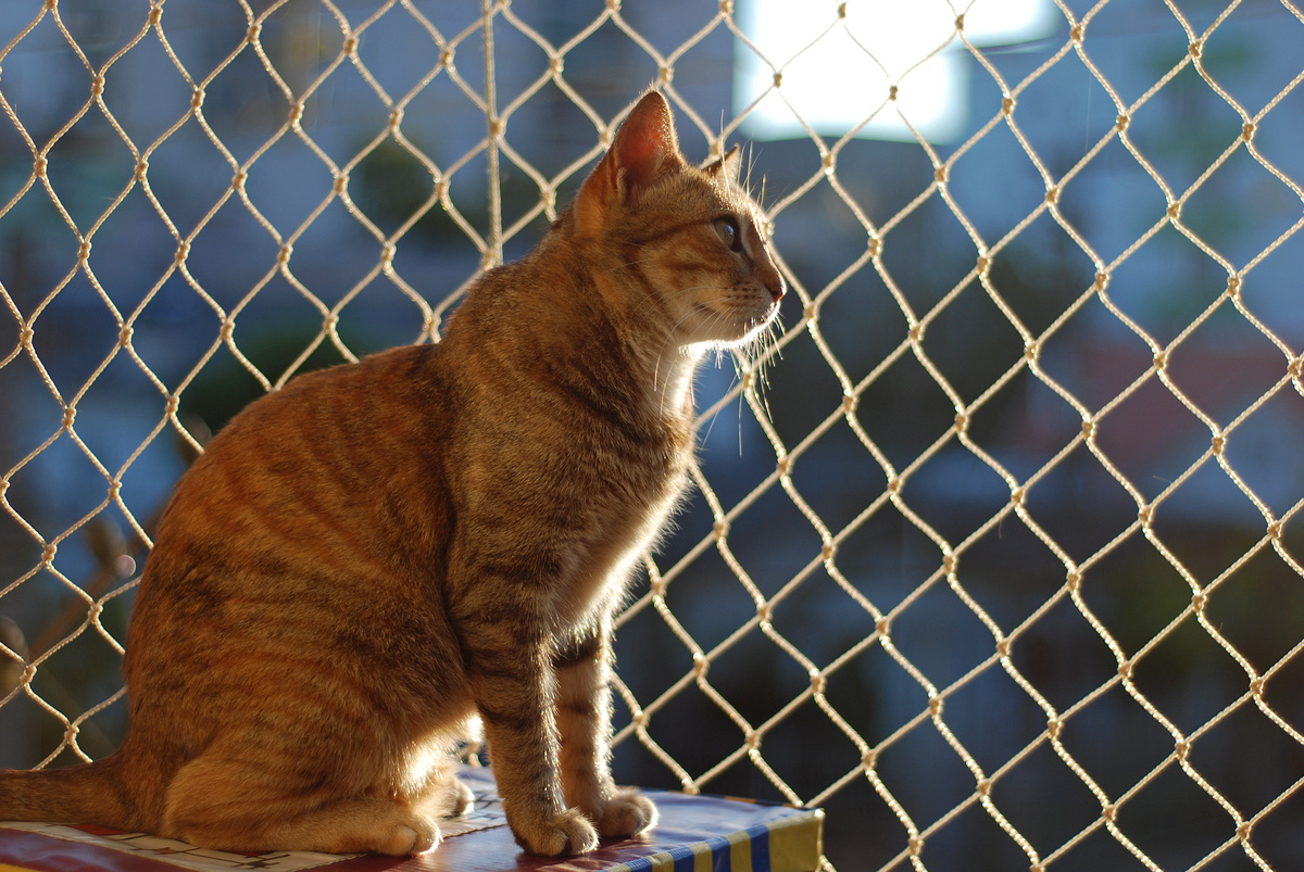 tela de proteção para gato