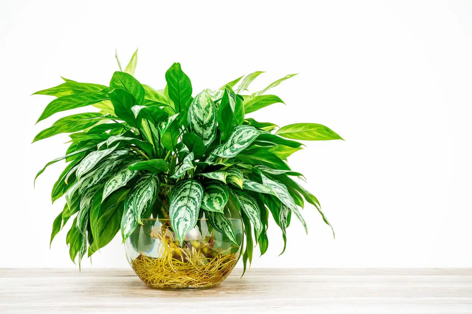 aglaonema em vaso com água