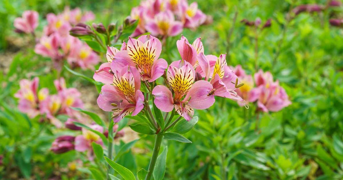 astromélias cor de rosa