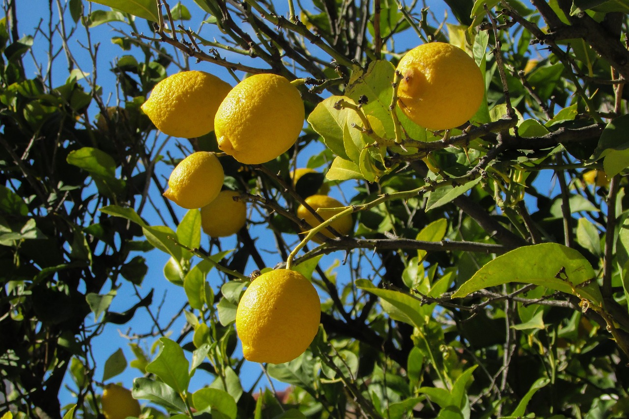 9 árvores frutíferas que crescem rápido para ter em seu jardim; a 5ª é da minha fruta favorita