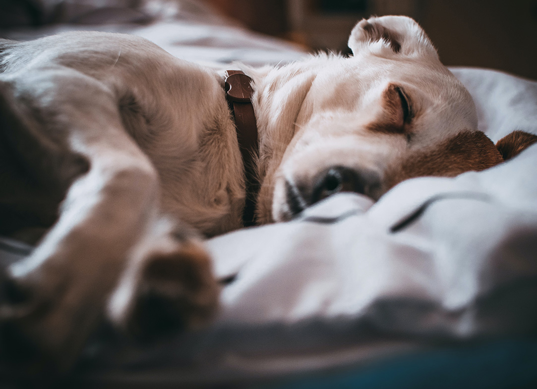 cão dormindo