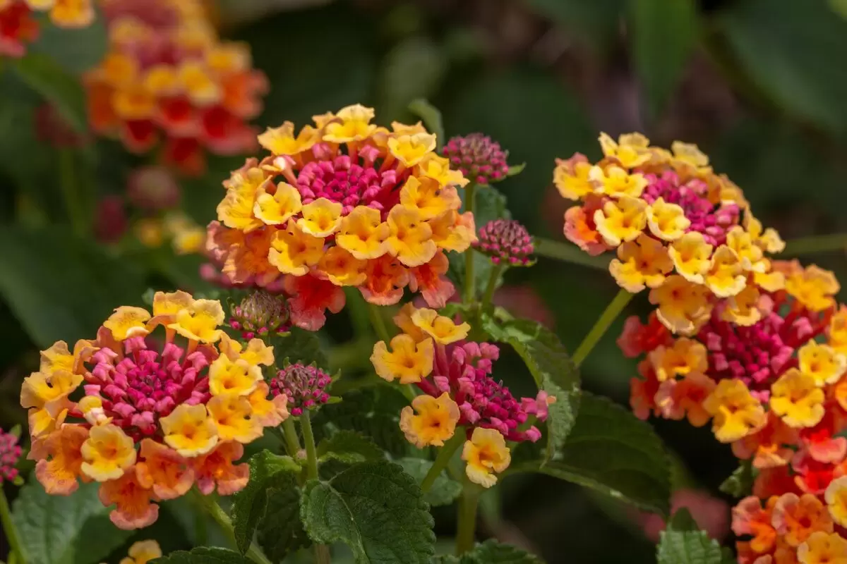 flor lantana