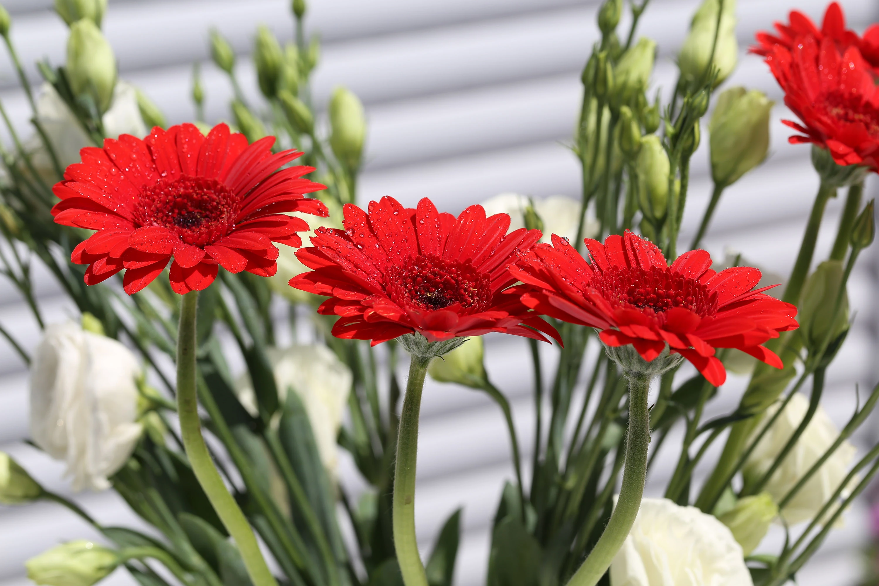 flores de gérbera