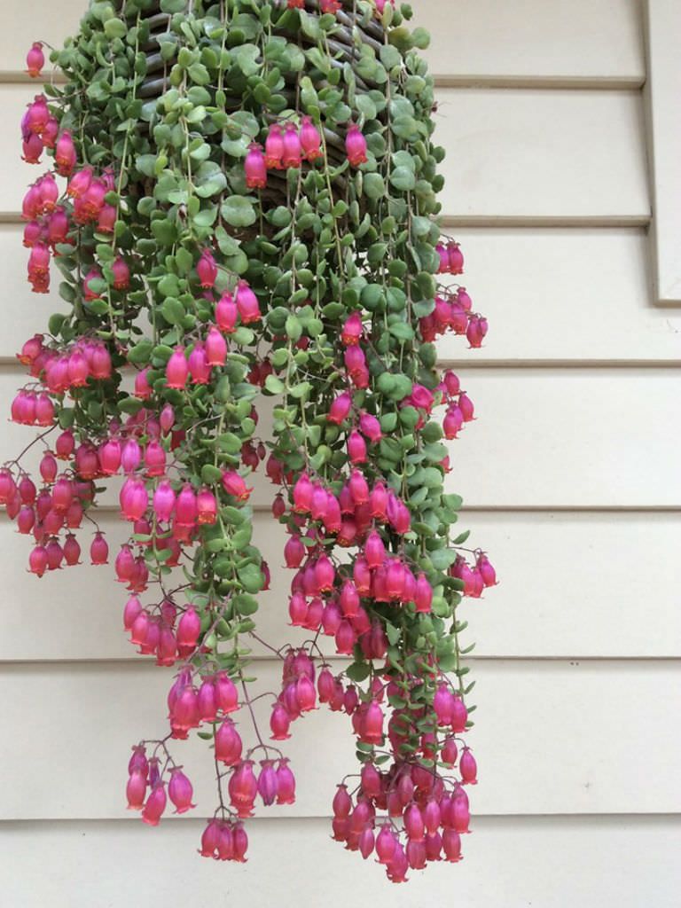 kalanchoe uniflora