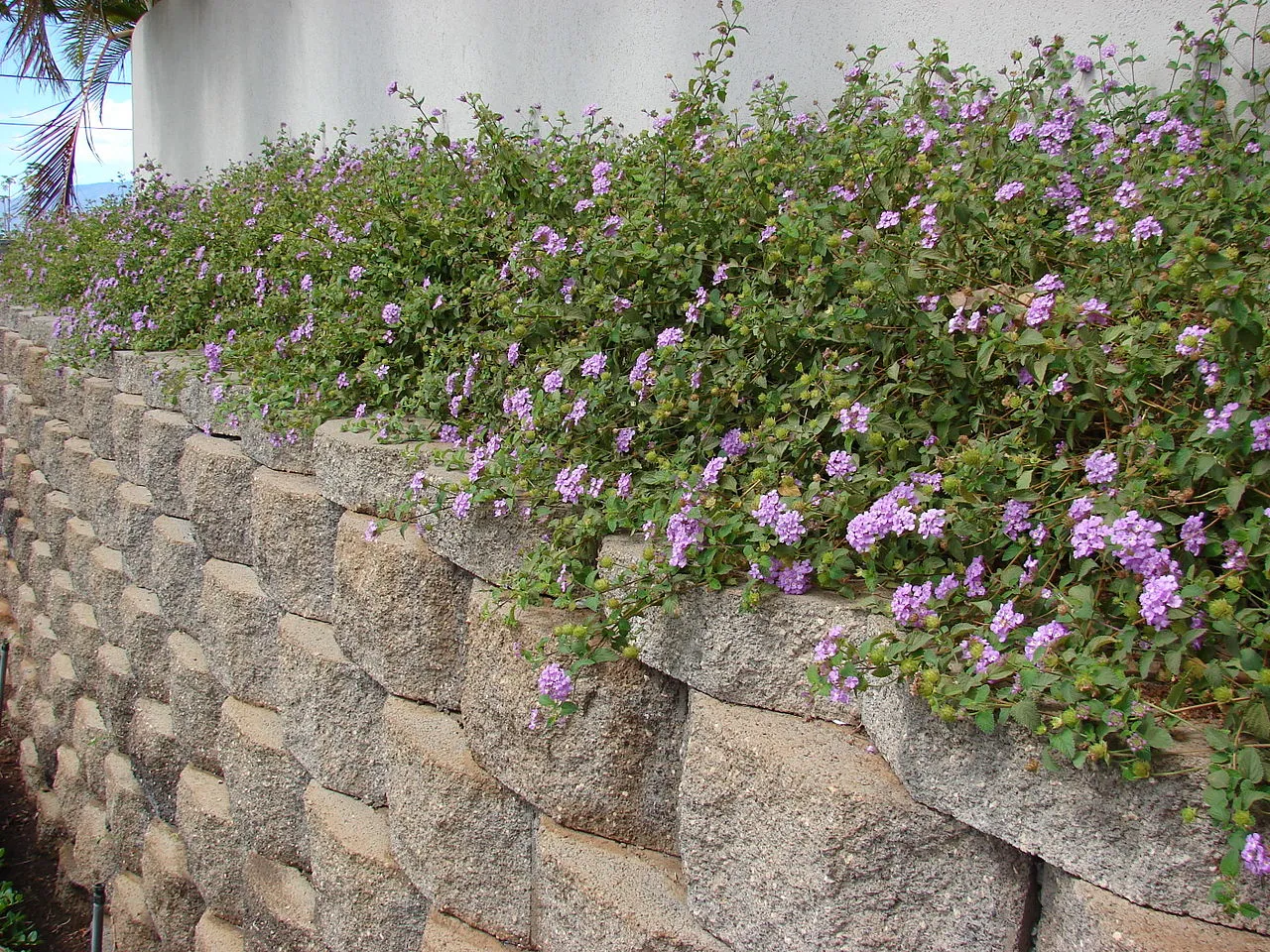 lantana em muro