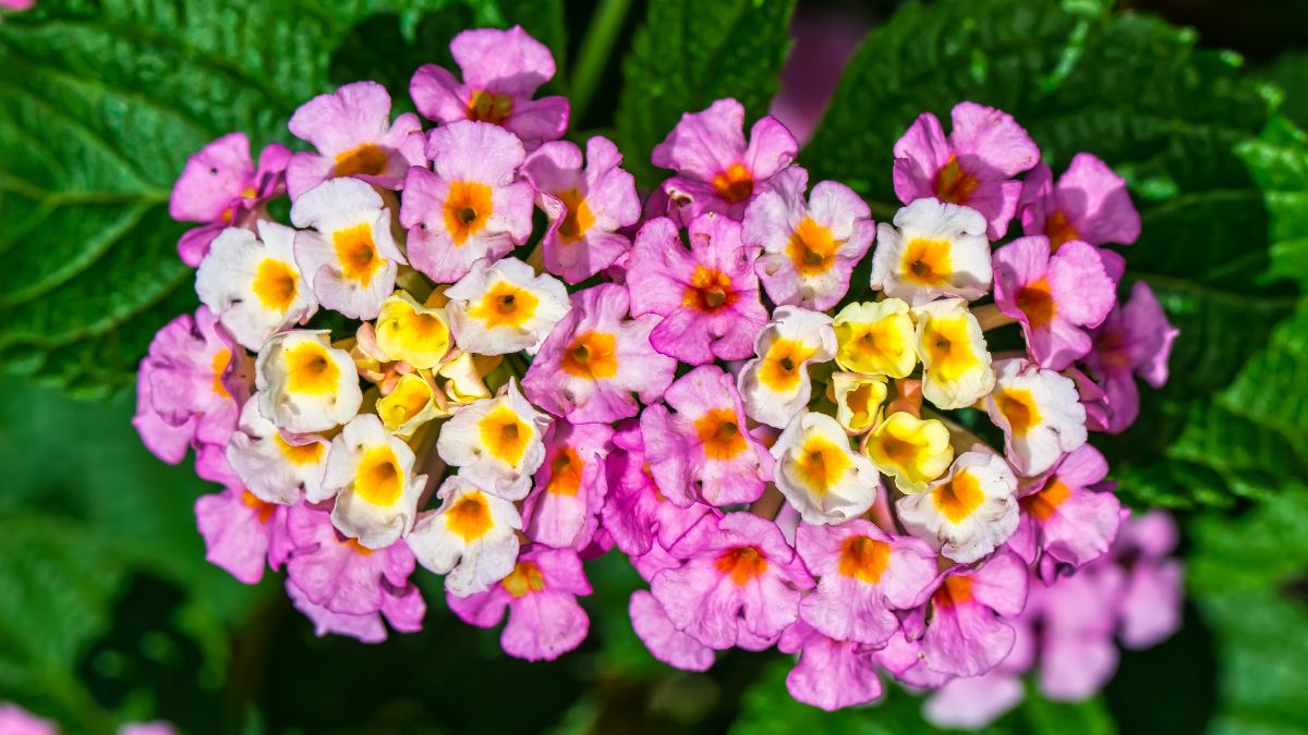 lantana rosa