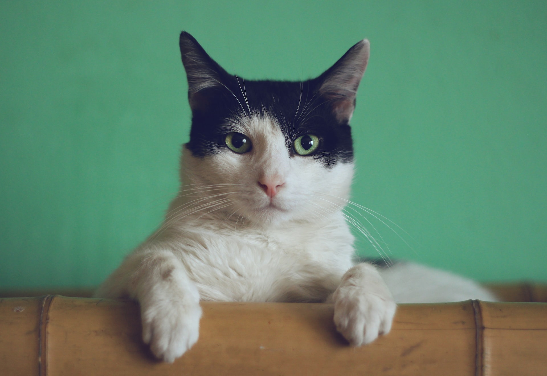 Por que o seu gato está destruindo tudo? Essas 6 dicas podem te ajudar a resolver isso