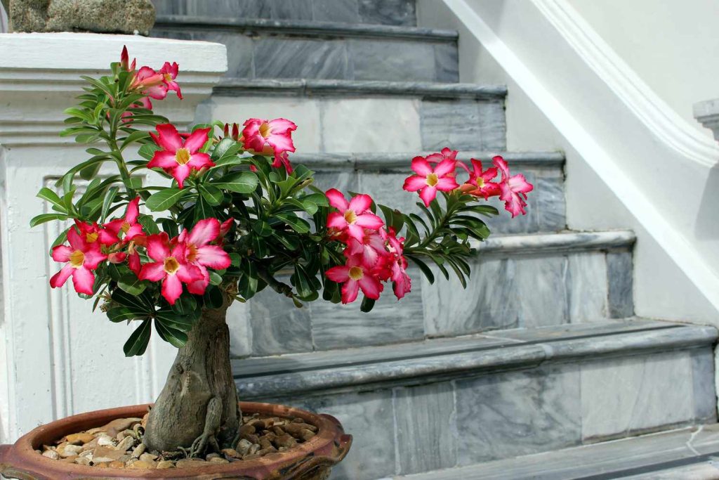 Por que a rosa-do-deserto é tão popular? Descubra o que essa planta resistente significa e suas características