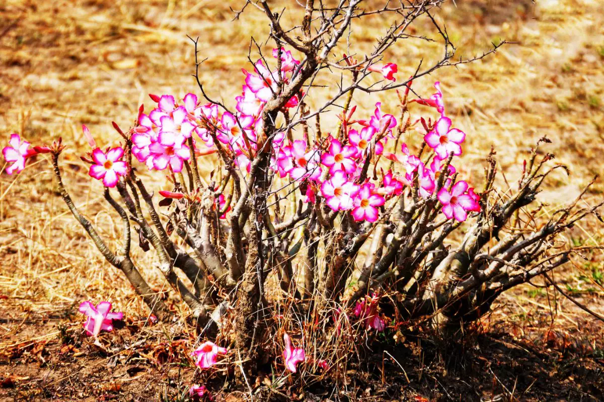 rosa-do-deserto plantada no solo