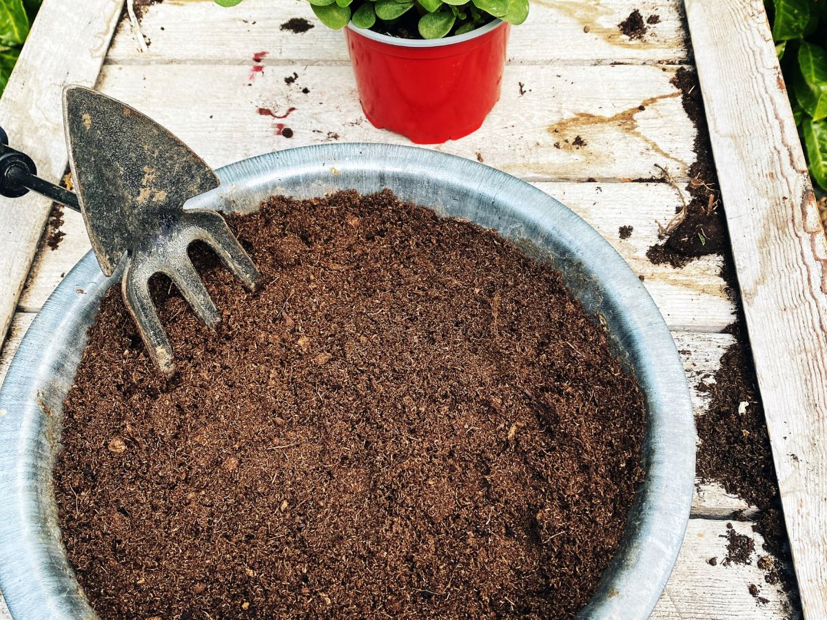 Vaso-preparado-plantar-arvore-frutifera