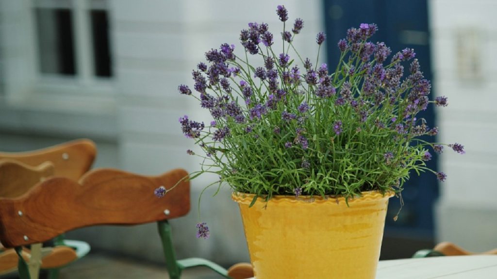 6 plantas para quarto de bebê: conheça as espécies IDEAIS e os cuidados necessários