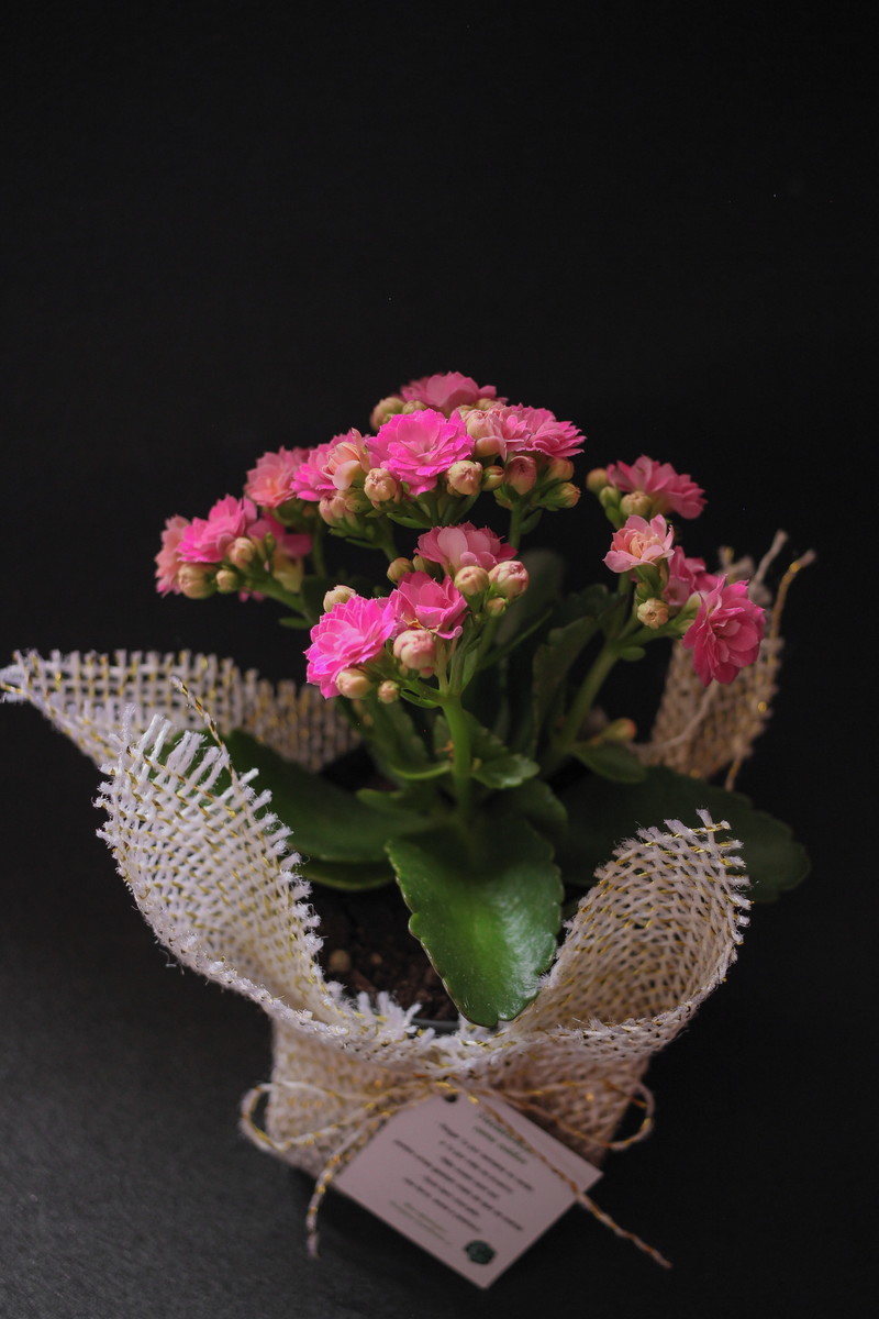 vaso de kalanchoe de lembrancinha