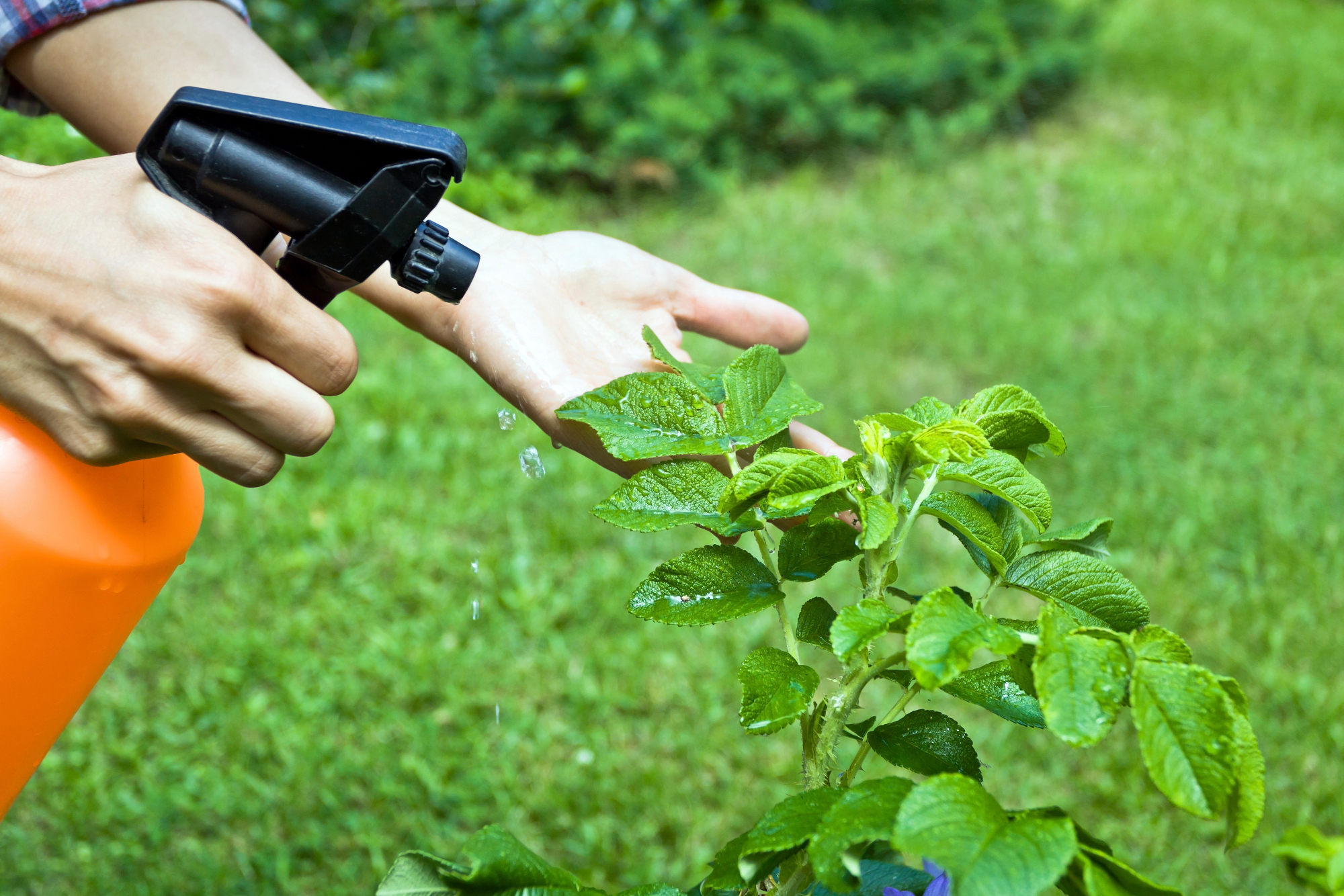 adubação foliar