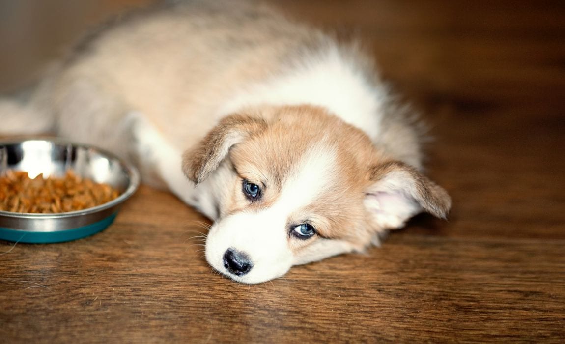 cachorro deitado ao lado de tigela de ração