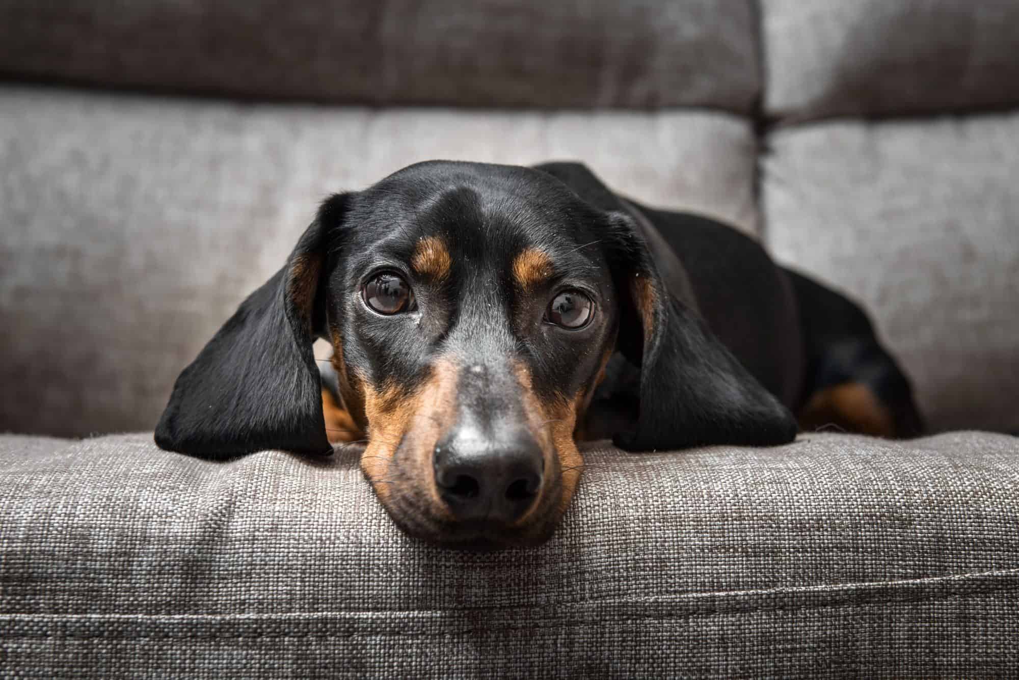 cachorro deitado no sofá