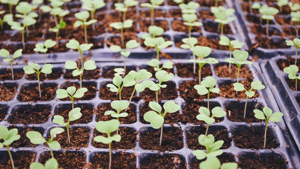 Como montar uma sementeira: saiba como fazer esse espaço ecológico de forma fácil e simples