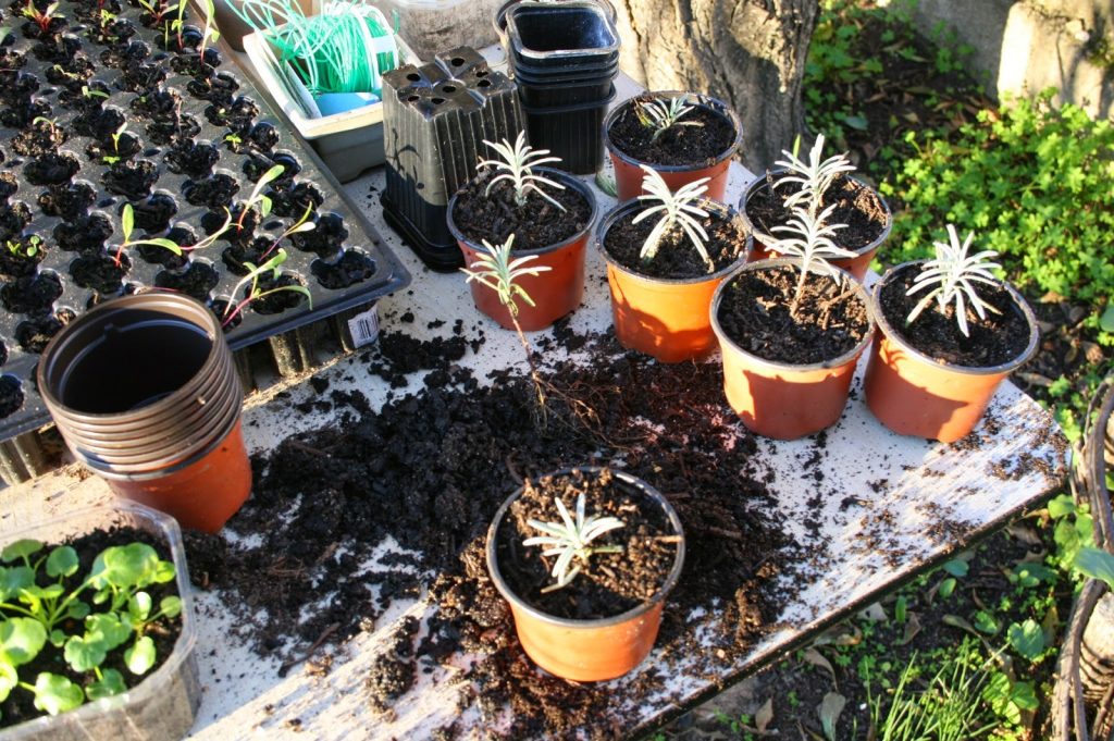 Como posso reproduzir uma planta? Aprenda como fazer isso por estacas ou sementes