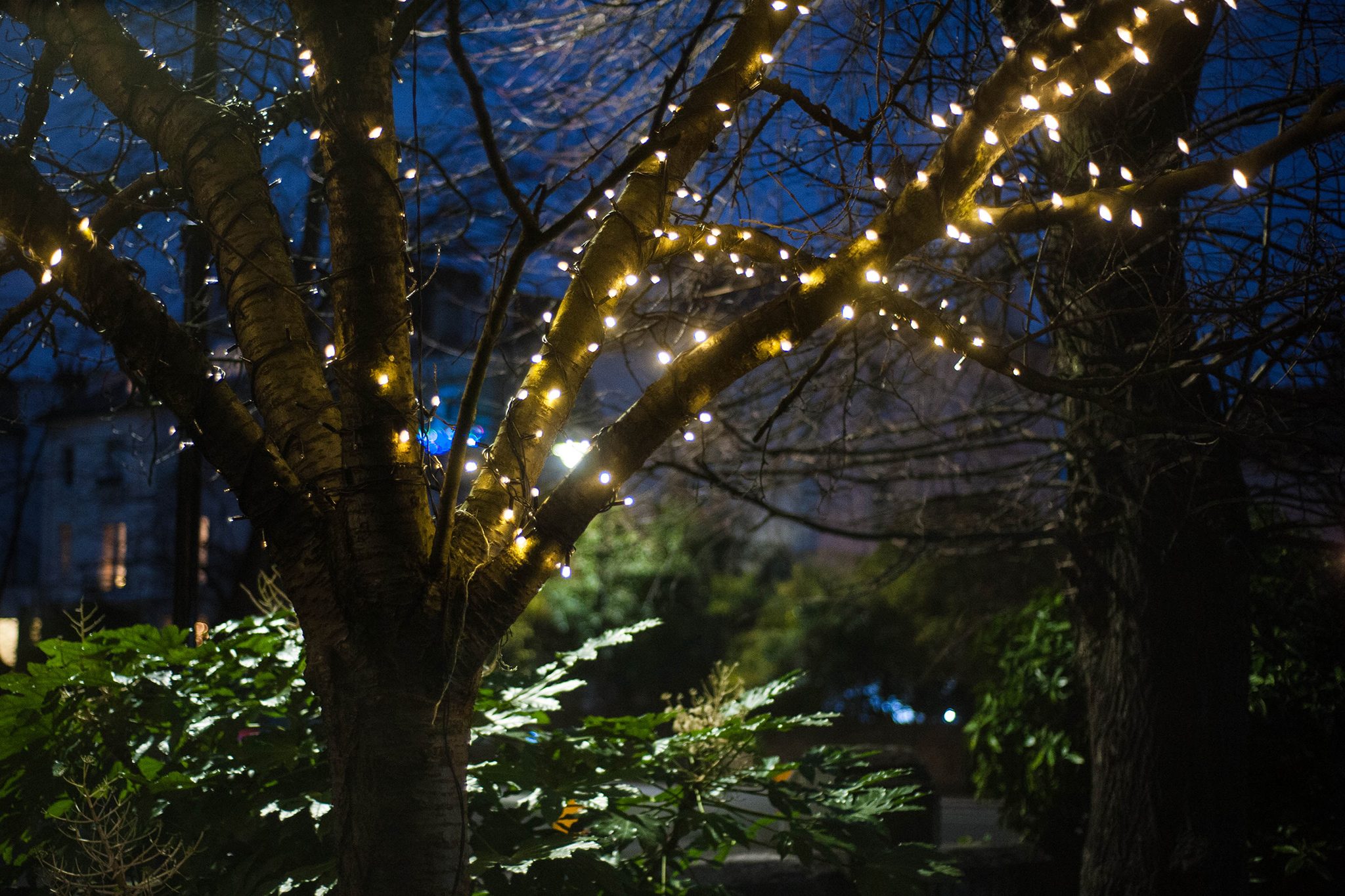 cordões de luz em árvore