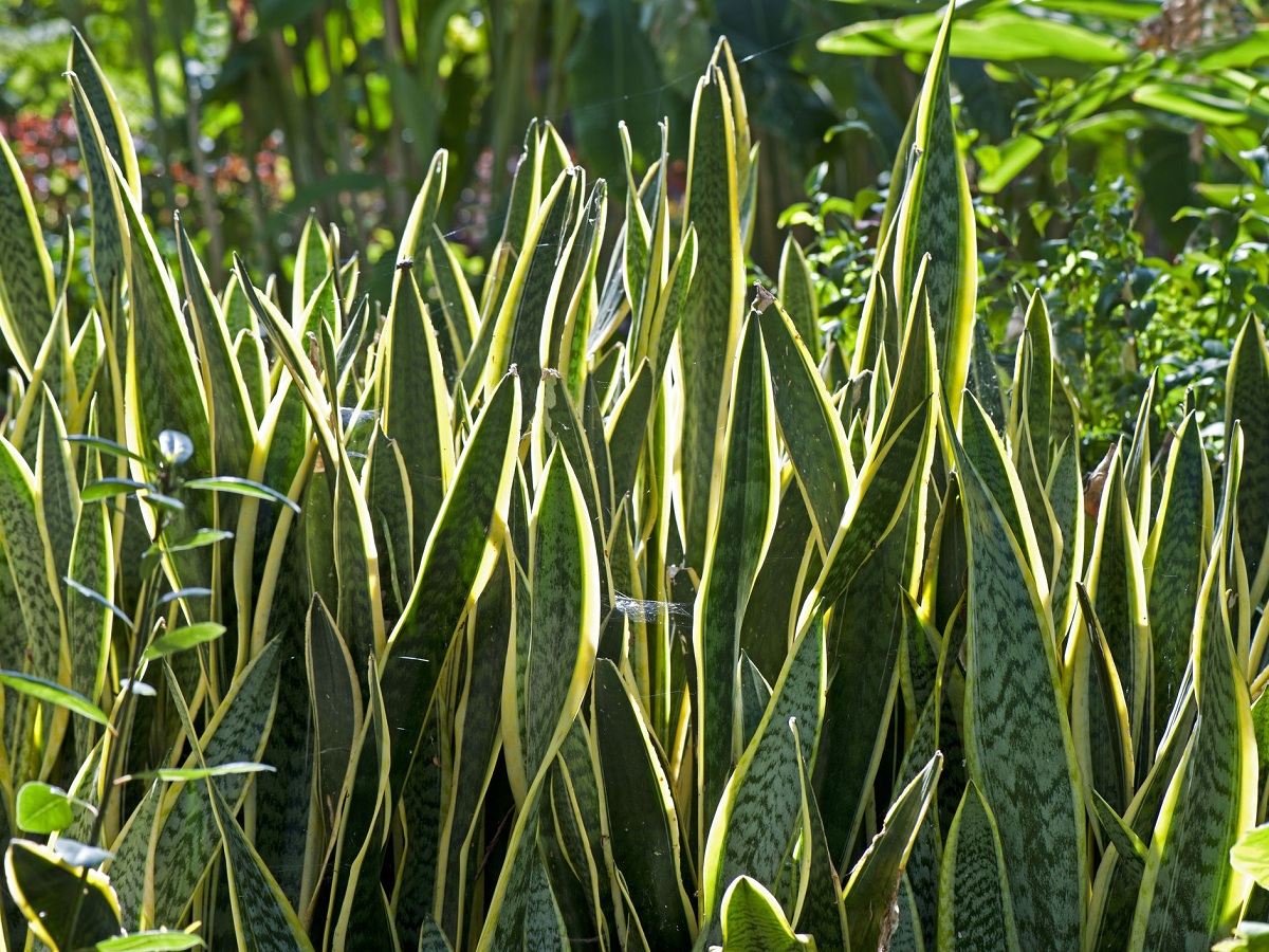 espada-de-são-jorge em jardim