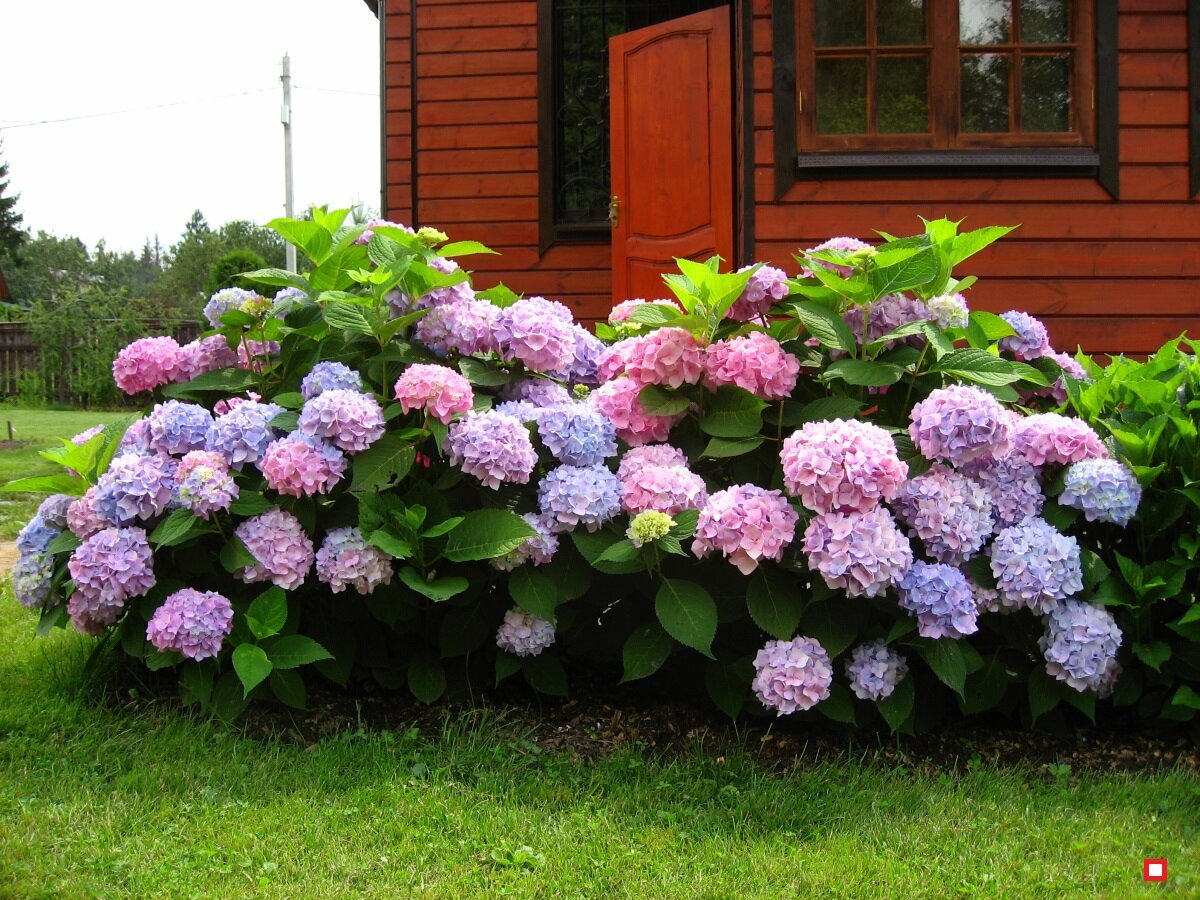 hortênsias em jardim