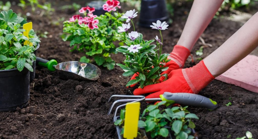 Como escolher as plantas certas para o jardim? Siga ESSAS dicas para não errar na composição