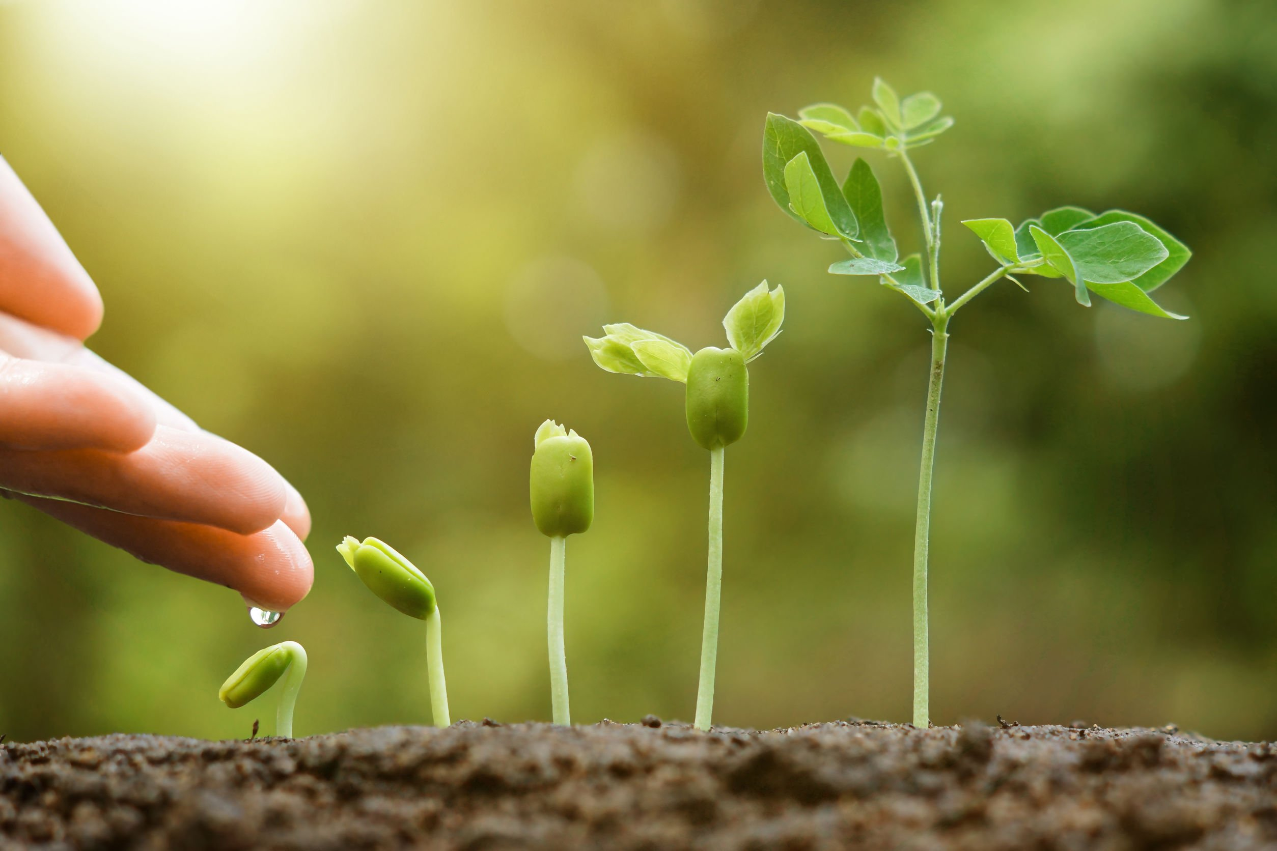 mudas de plantinhas em crescimento