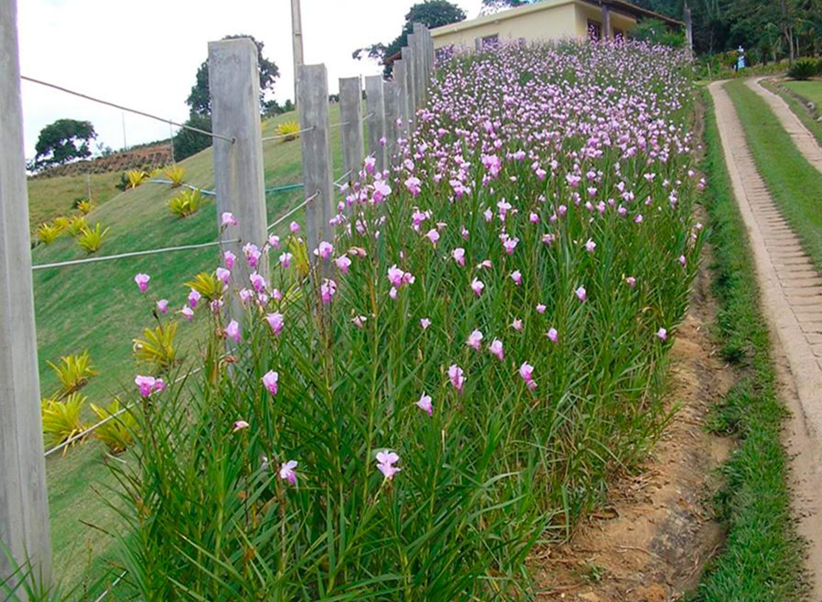 orquídea bambu em jardim