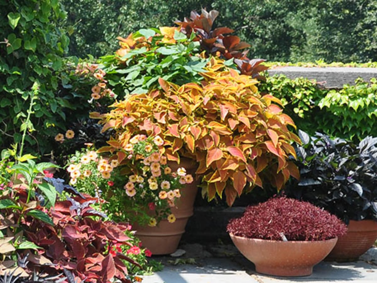 plantas em vasos no jardim