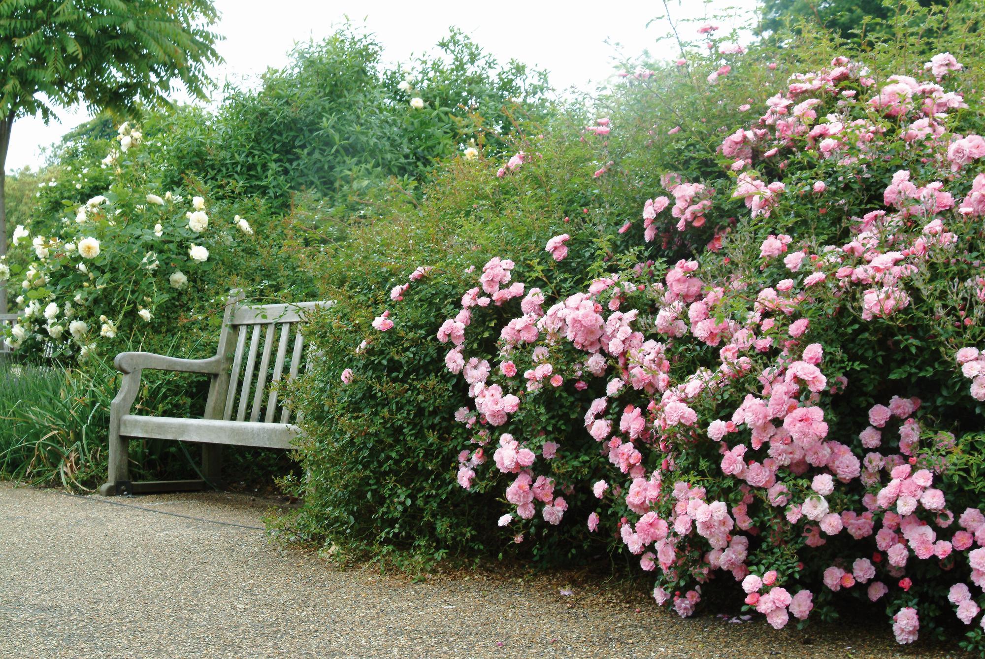 rosas arbustivas