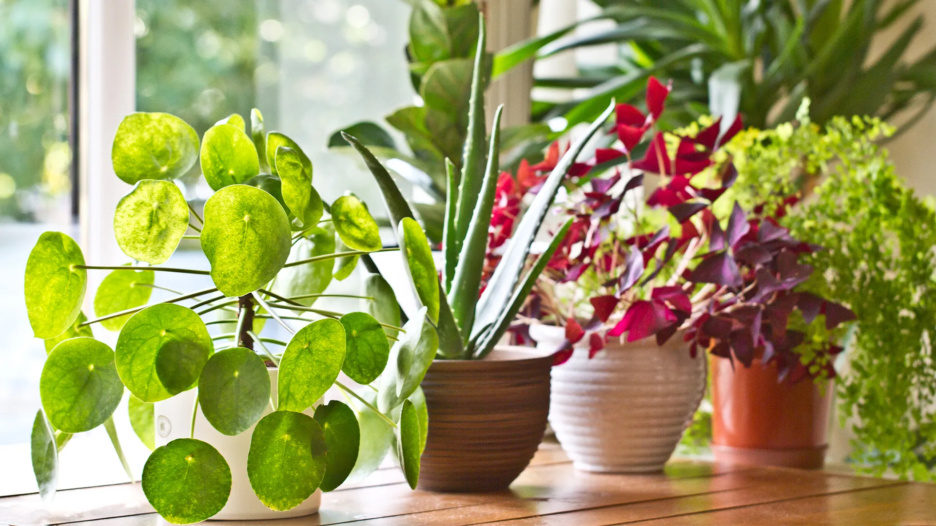 vasos de plantas em janela