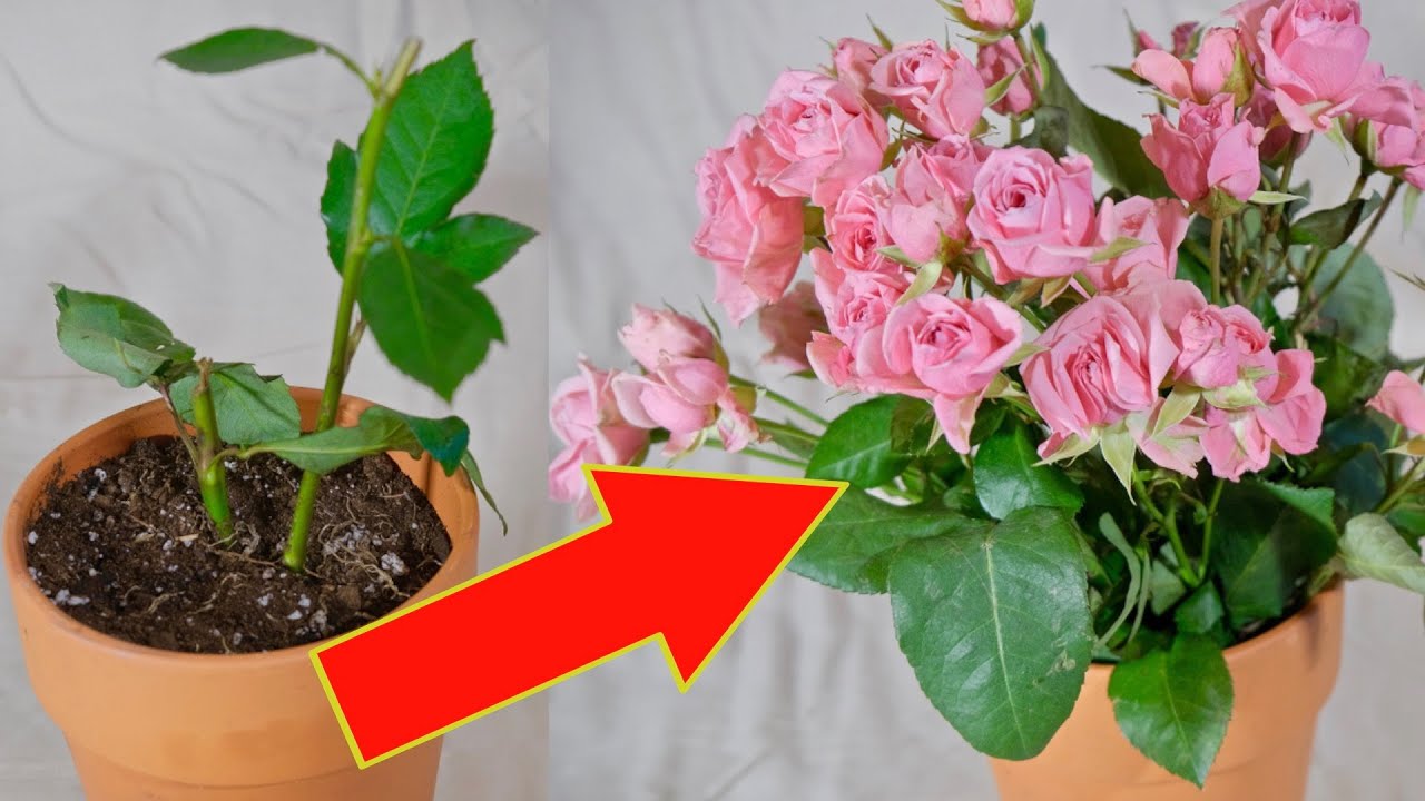 plantio de rosa em vaso