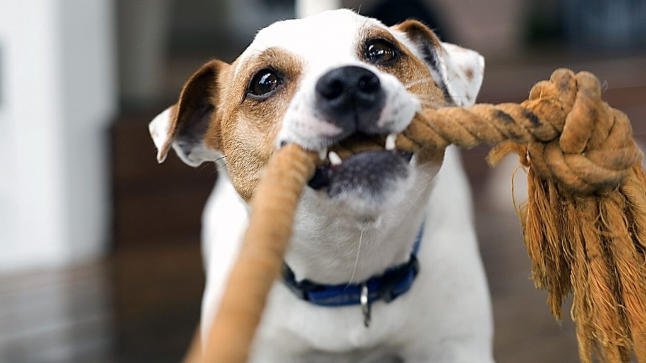 cachorro brincando com corda