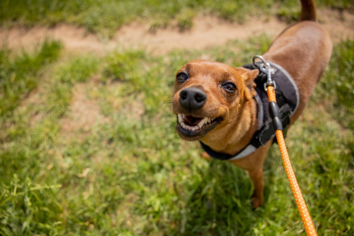 cachorro preso em guia olhando para câmera