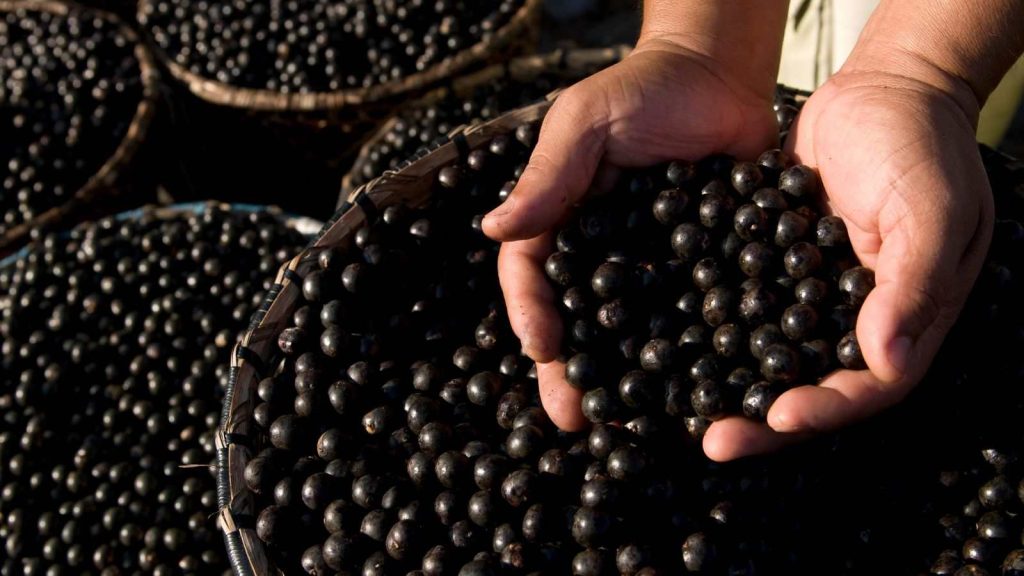 5 passos para plantar açaí: veja como ter essa fruta tão adorada sempre fresca em seu jardim