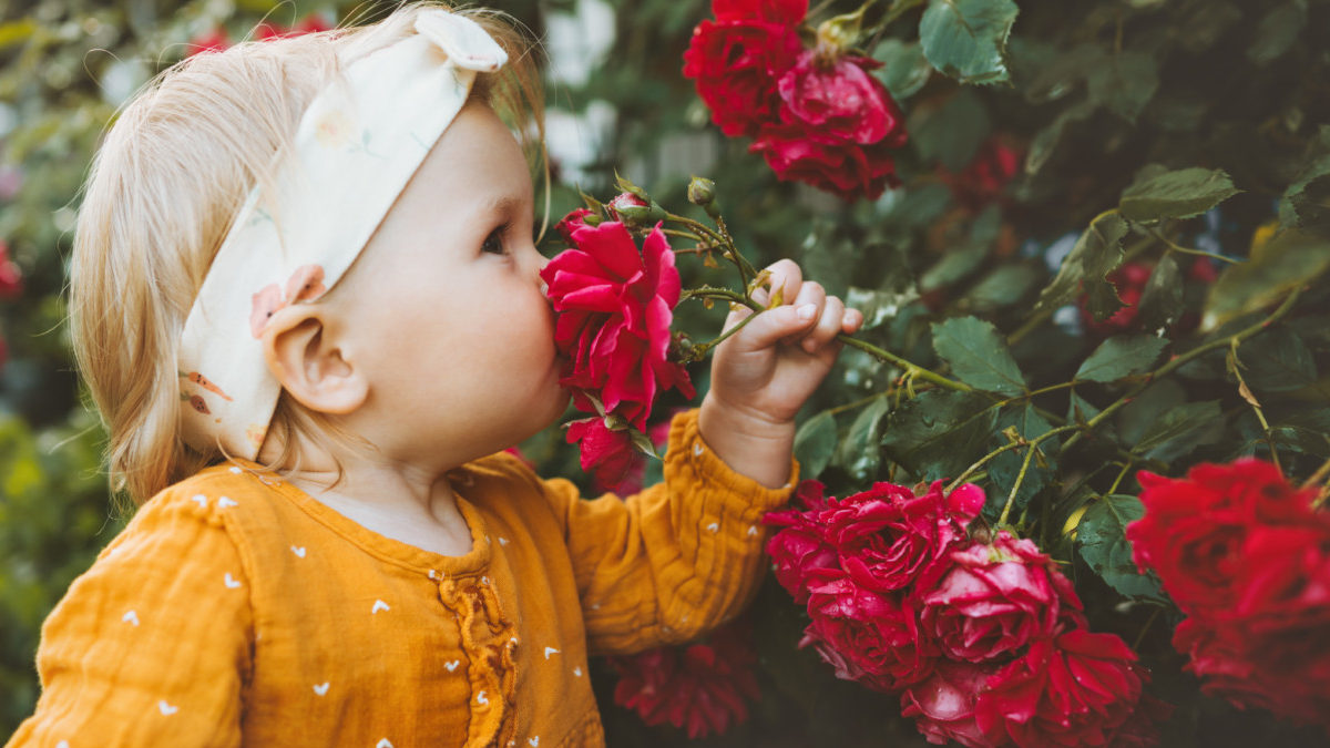 criança cheirando rosa